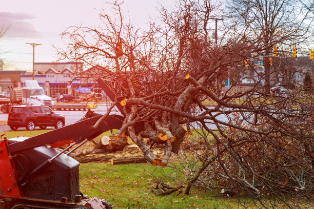 Best Tree Removal  in Millcreek, UT