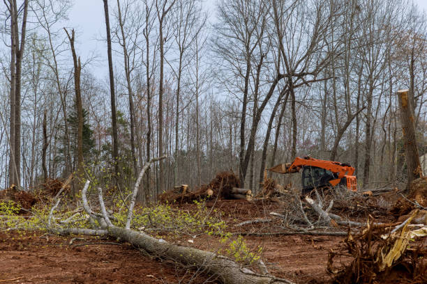  Millcreek, UT Tree Services Pros