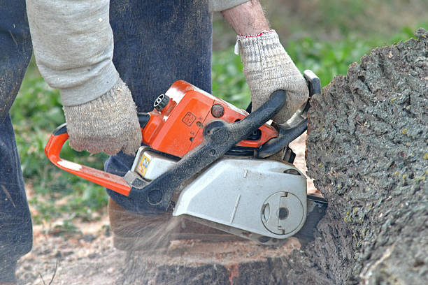 Best Emergency Tree Removal  in Millcreek, UT