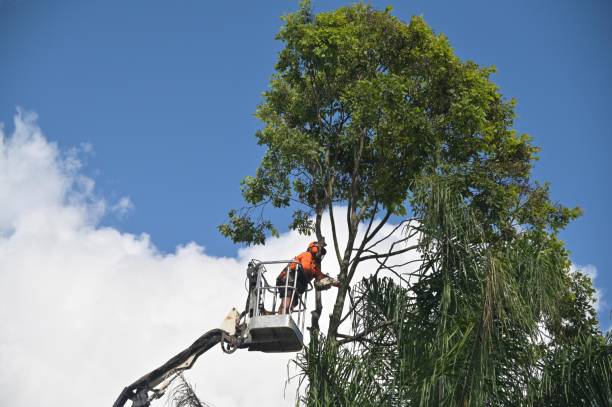 Best Grass Overseeding  in Millcreek, UT