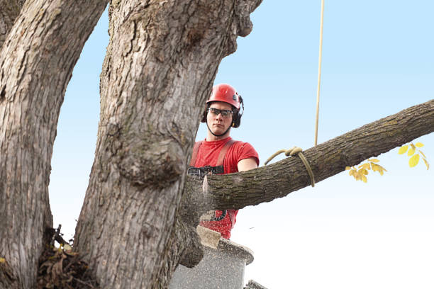 Best Stump Grinding and Removal  in Millcreek, UT